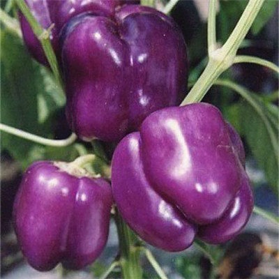 盆栽蔬菜种子 紫色甜椒 阳台种菜种子庭院种植小菜园观果植物