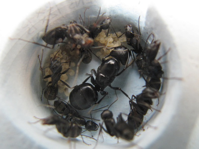 活蚂蚁 日本弓背蚁受精蚁后群 工坊已交配过脱翅膀产卵蚁后群特价