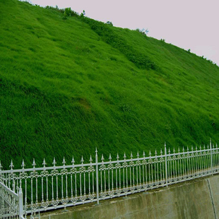 进口护坡草坪种子 水坝防止水土流失 护坡专用28元一斤