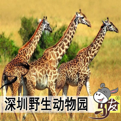 深圳野生动物园门票/含海洋天地+熊猫庄园套票/电子票/自助取票