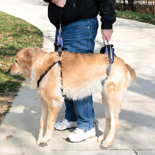 美国宠物老年关节受伤残疾犬特殊牵引带绳狗狗辅助外出套装