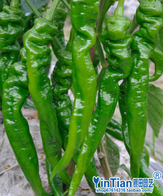 银田蔬菜种子 青椒种子螺丝椒种子辣椒种子 100粒 满28元包邮