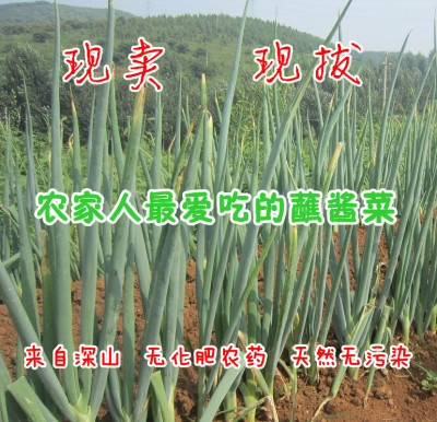 蓟县特产 农家葱 自然肥料 山区种植 绿色有机食品