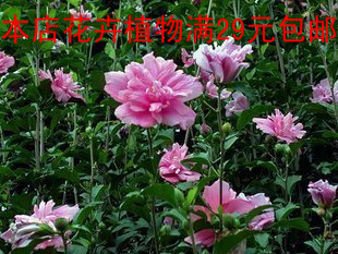 粉红重瓣花紫色白色【 木槿 苗】2年苗3.5元 花期长