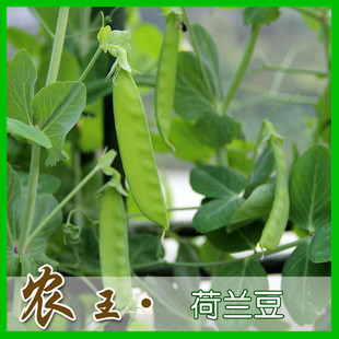 蔬菜种子 阳台种菜 盆栽 豌豆种子 大荚荷兰豆30粒 满9.9包邮