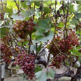 绿茶的感觉 葡萄品种 红双味葡萄 精品葡萄 葡萄树苗 盆栽葡萄苗