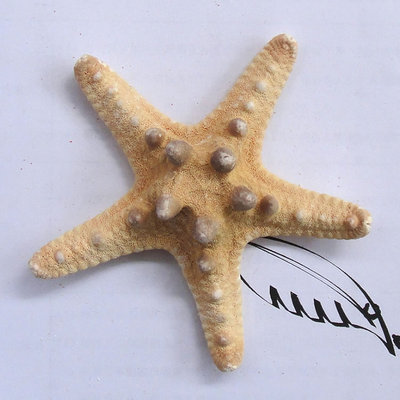 天然贝壳海螺珊瑚 馒头小霸王海星 家居装饰拍摄道具布置贴墙特价