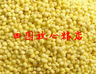 五谷杂粮 优质大黄米 黄糯米 粘米 500g 自家种植 杂粮