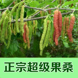 果树苗 桑葚树苗 果桑之王 台湾四季长果桑苗 盆栽地栽 当年结果