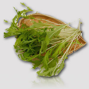 有机蔬菜种子 日本细叶京水菜种子 水晶菜 20克