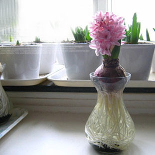 荷兰进口风信子大种球吉普赛女皇水培土培绿色花卉植物创意盆栽