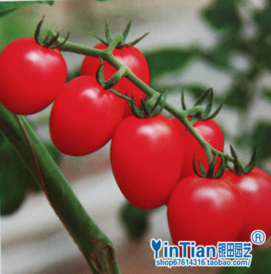 蔬菜种子 樱桃番茄 圣女果 西红柿 红色小番茄种子20粒 满28包邮