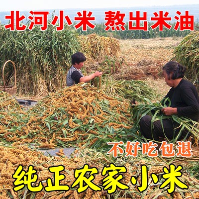 黄小米2015新米 农家贡米 有机散小米 特价黄小米月子米 熬出米油