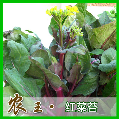 蔬菜种子 阳台种菜 盆栽 菜心种子 紫红菜苔1000粒 满9.9包邮