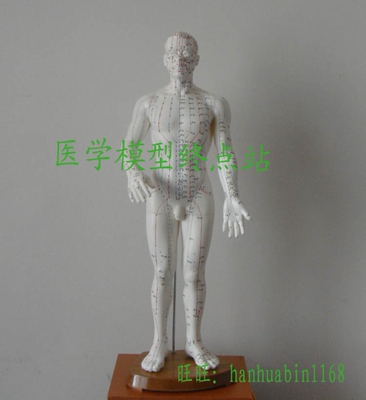 50厘米人体针灸模型，50公分人体针灸穴位模型，针灸人模型