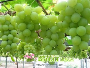 新疆特产盆栽果树吐鲁番新鲜无核白葡萄绿珍珠葡萄苗6年结果大苗