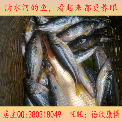 鱼干/江西土特产/生态石斑鱼干/下饭菜/绝味开胃王100%纯野生特产
