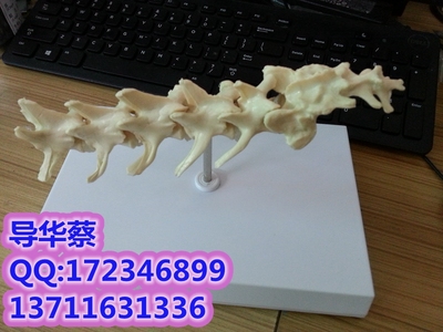 狗腰椎关节模型 狗骨骼模型 狗骨架  展示 教学 应用模型