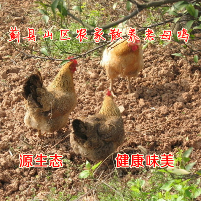 蓟县特产 蓟县山区农家散养两年柴鸡老母鸡土鸡 绿色健康营养丰富