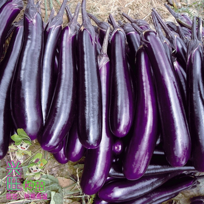 【紫红长茄】广佳长茄种子 深紫红色茄子 长约30-35厘米 亩产万斤