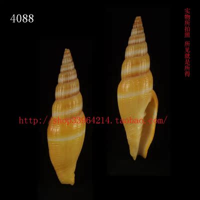 海螺（一图一物）(论条出售) 6CM  笔螺科  光泽强 4088