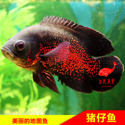 热带观赏淡水中国地图猪仔鱼红色黑色宠物水族活体顺丰包活