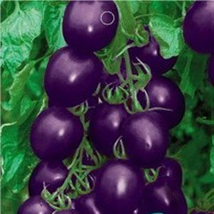 紫圣果番茄种子  岁月花园 营养丰富 0.9元一粒