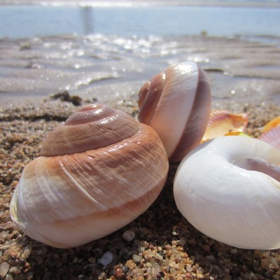 天然海贝壳面包螺卷贝鱼寄居蟹鱼缸水族箱造景专用壳