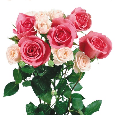 阳台盆栽玫瑰花种子春夏秋播易种花卉法国玫瑰 出芽率高100粒包邮