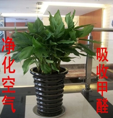客厅办公室大型花卉植物万年青盆栽四季常青净化空气吸甲醛