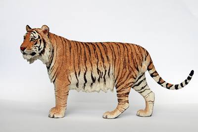 【大飞GK模型】虎亚种之里海虎 已灭绝虎种 动物GK模型 展示链接