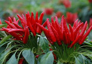 自家种植自然晾晒精选优质红辣椒纯天然无公害干辣椒500克 一斤