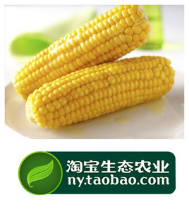 【生态农业】粘玉米