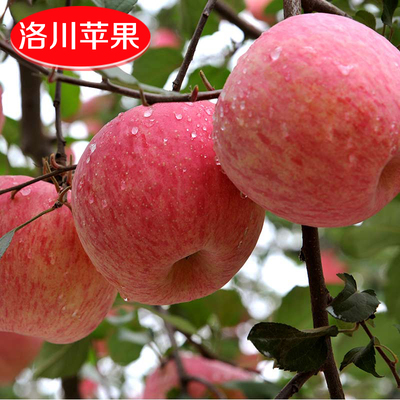 新鲜洛川苹果陕西特产红富士苹果水果礼盒非烟台苹果20枚85包邮