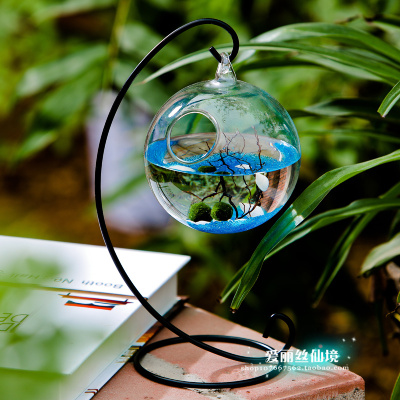 幸福海藻球marimo 生态瓶微景观植物 创意礼物时光地球仪生日礼物