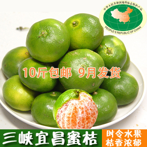 新鲜水果 桔子 宜昌窑湾早熟蜜桔 三峡秭归柑橘橘子脐橙 现摘包邮