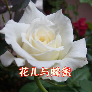 白雪公主坦尼克盆栽大花切花月季苗玫瑰坦尼克花苗包对版花型大