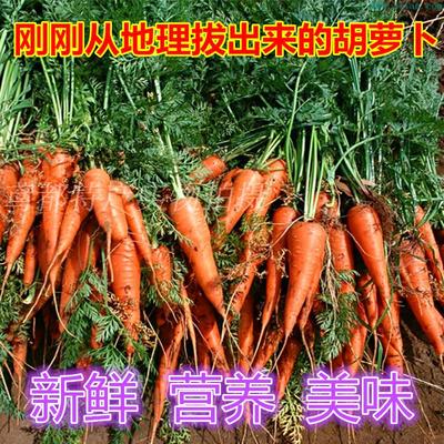 新鲜现拔胡萝卜农家自种非转基因有机绿色红萝卜新鲜蔬菜小人参