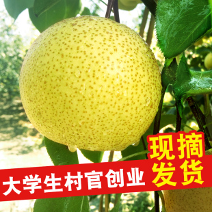 【大沙河旗舰店】预售新鲜采摘白酥梨10斤当季水果