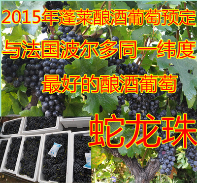 预定2015年蛇龙珠赤霞珠烟73 专业酿酒葡萄批发烟台酿酒葡萄预定