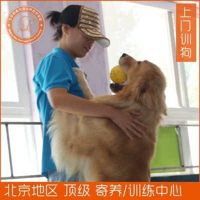 宠物私家顾问★宠物训练 狗狗训练 上门训练 定制训犬服务 北京