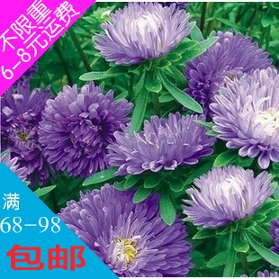 [邦卉园艺] 彩包花卉种子 蓝佳丽翠菊 花大重瓣 50粒