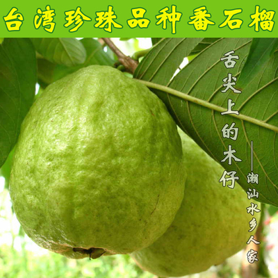 现货台湾珍珠芭乐台湾珍珠番石榴新鲜水果低糖高纤维水果含维生素