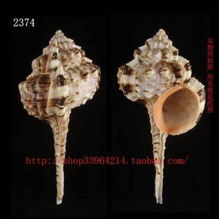 天然海螺 10.7CM 鹬头骨螺  烟斗螺 收藏精品螺 海螺书标本 2374