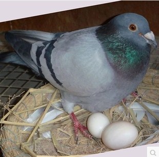 信鸽鸽子蛋新鲜30只白鸽蛋农家散养宝宝准妈妈营养辅食鸽蛋包顺