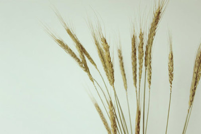 家居装饰 ZAKKA杂货 橱窗软装成列 干花 小麦子 麦穗 天然植物