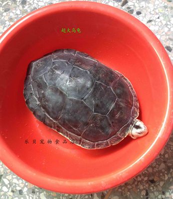 活体 超大乌龟 宠物龟 老乌龟 草龟5.5-6斤/只 江浙沪包邮 镇宅龟
