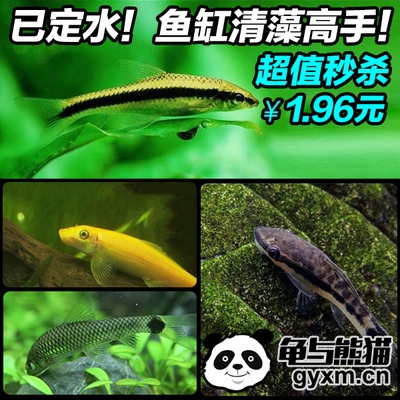 【工具鱼】小猴飞狐/黑线飞狐/金苔鼠/南美小精灵 除藻丝鱼观赏鱼