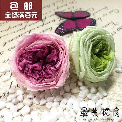 最美花房 永生花花材批发 干花 日本进口奥斯汀玫瑰 直径4.5-5cm