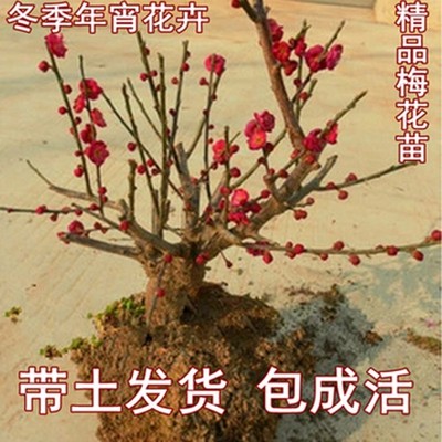 红梅花盆景树桩实物腊梅红梅树苗乌梅绿梅朱砂梅室内绿植盆栽